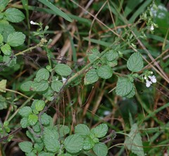 Endostemon obtusifolius