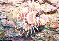 Pterois sphex