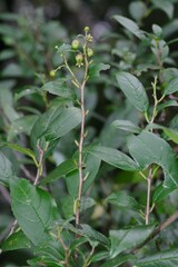 Rhamnus prinoides