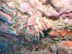 Pterois sphex