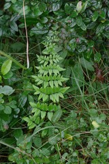 Cheilanthes viridis