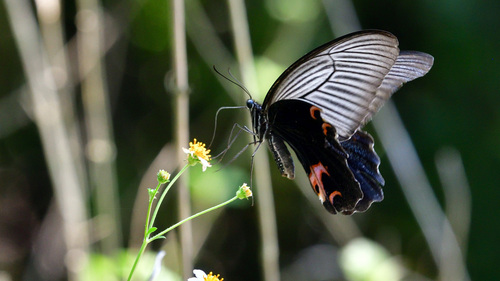Spangle Swallowtail