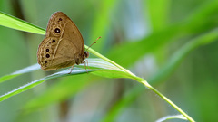 Mycalesis perseoides