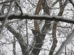 Dryocopus martius martius