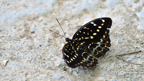 Common Archduke