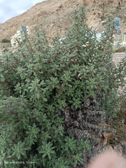 Forsskaolea tenacissima