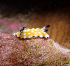 Goniobranchus vibratus