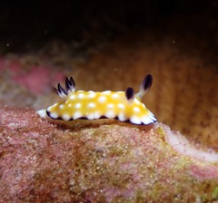 Goniobranchus vibratus