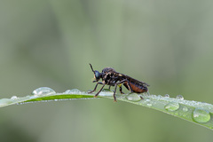 Dioctria atricapilla