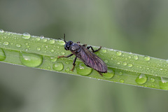 Dioctria atricapilla