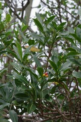 Psychotria capensis