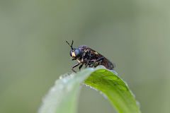 Dioctria atricapilla