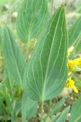 Senecio glaberrimus