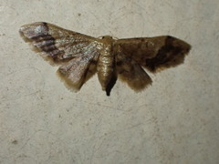 Idaea violacea