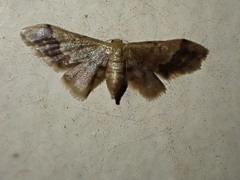 Idaea violacea