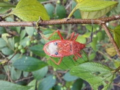 Probergrothius nigricornis