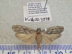 Xyloryctidae