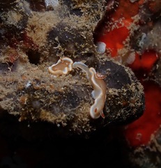 Glossodoris rufomarginata