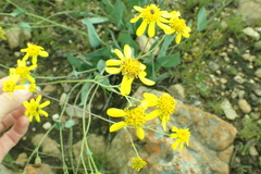 Senecio glaberrimus