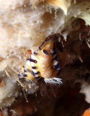 Hypselodoris imperialis