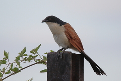 Centropus superciliosus burchellii