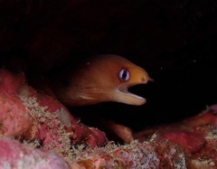Gymnothorax melatremus