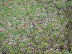 Cyanistes caeruleus caeruleus