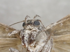 Xyloryctidae