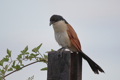 Centropus superciliosus burchellii