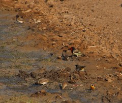 Gymnoris superciliaris