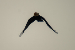 Corvus macrorhynchos