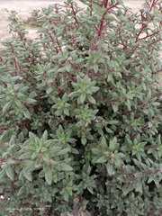 Forsskaolea tenacissima