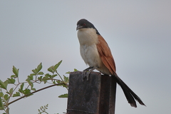 Centropus superciliosus burchellii