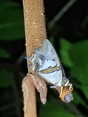 Polyura schreiber