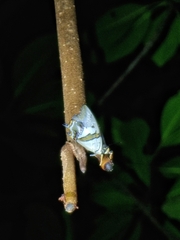 Polyura schreiber