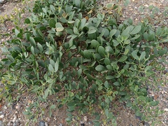 Zygophyllum fabago