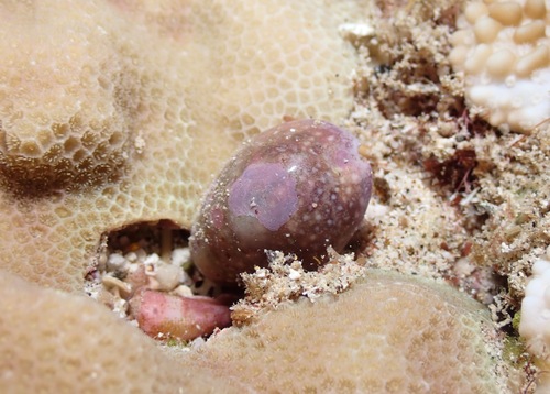 Cypraea poraria observed 2023-01-05