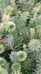 Myriophyllum aquaticum