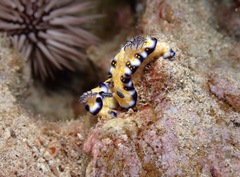 Hypselodoris imperialis