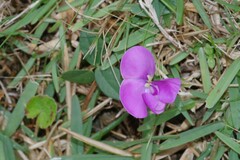 Vigna vexillata