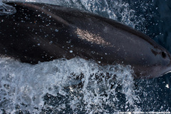 Delphininae