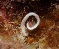Glossodoris rufomarginata