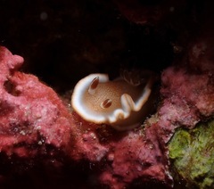 Glossodoris rufomarginata