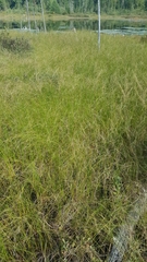 Carex lasiocarpa