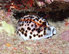 Cypraea tigris