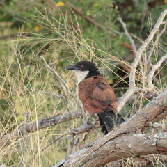 Centropus superciliosus burchellii