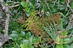 Asparagus densiflorus