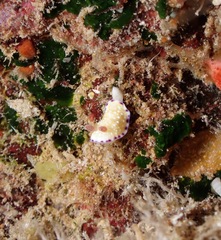 Goniobranchus albopustulosus