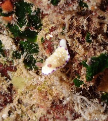 Goniobranchus albopustulosus