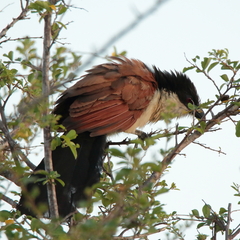 Centropus superciliosus burchellii